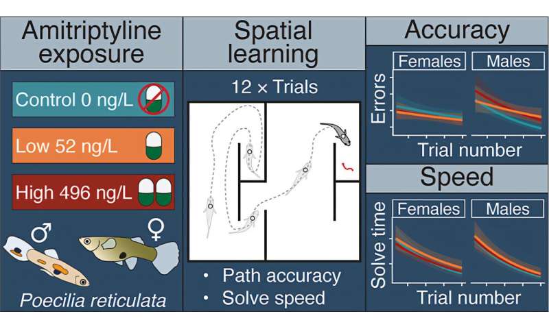 薬物が魚の学習に影響