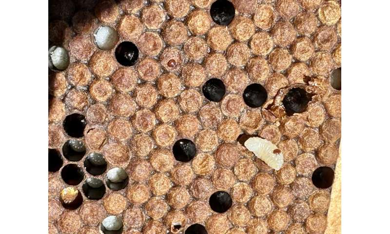 南カリフォルニアのハイブリッドミツバチ