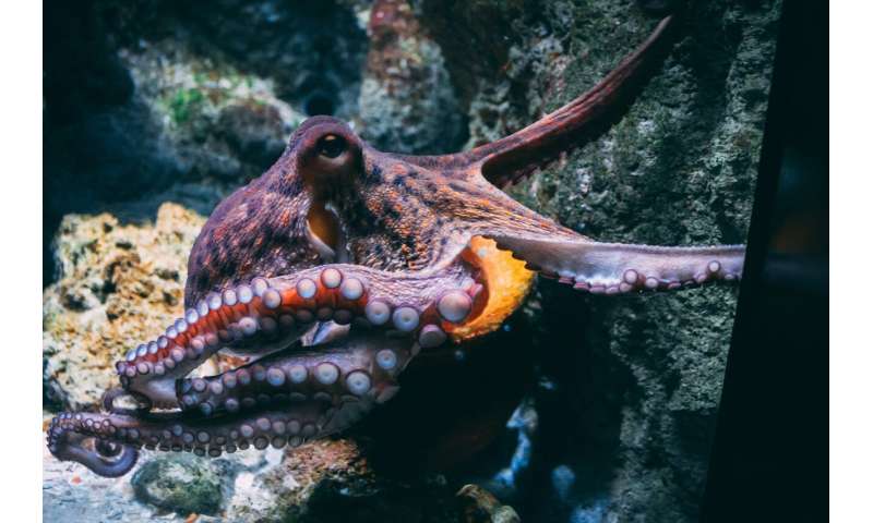 タコの触覚での求愛