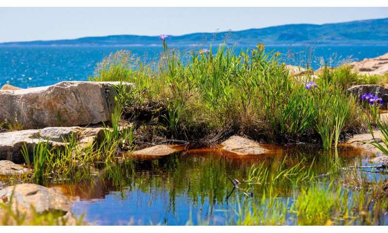 メイン湾の生物変化を追う
