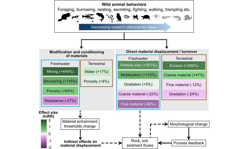 動物たちの地形づくり