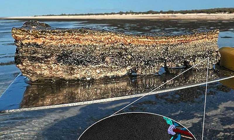 ストロマトライトの発見