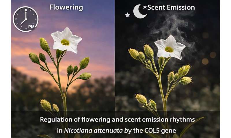 花の生物時計の秘密