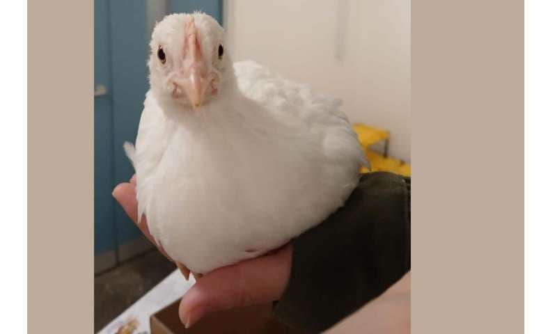 人の触れ合いがひよこを幸せに