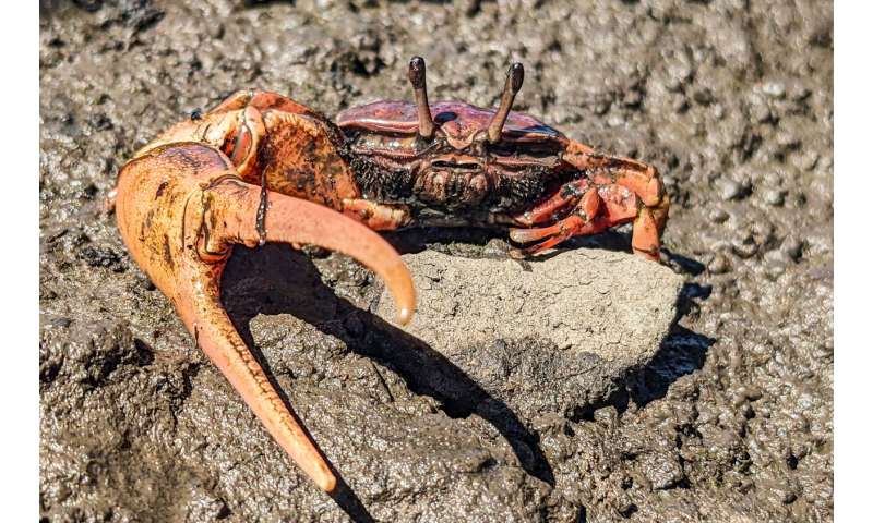 マングローブガニの新しい生息地