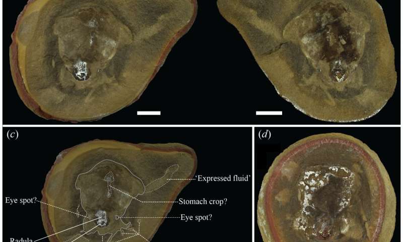 最古のタコの化石の正体