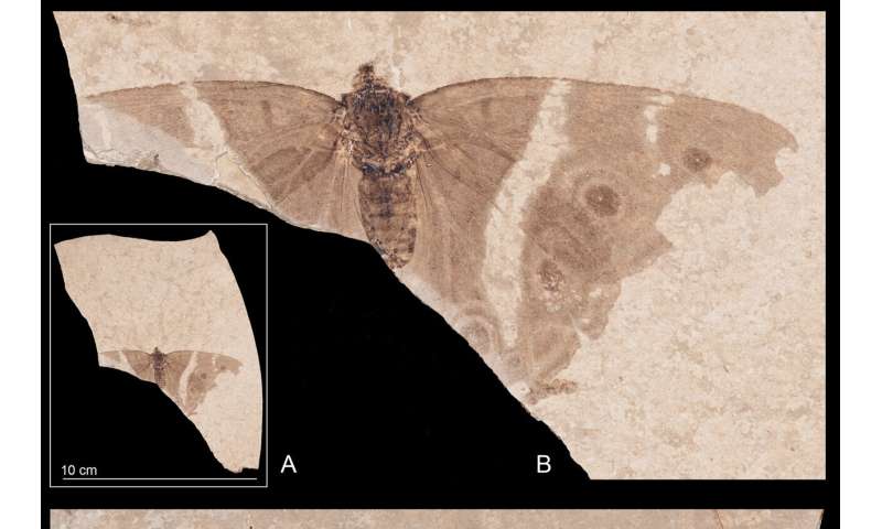 初めての化石バタフライ