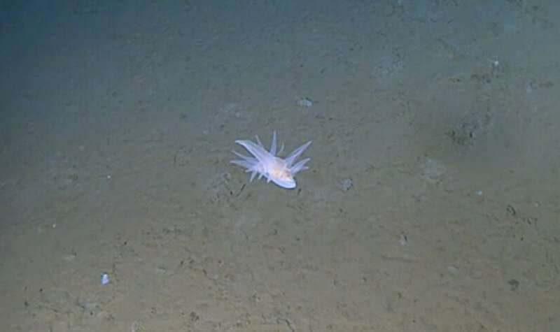 日本の深海で新しい生物発見