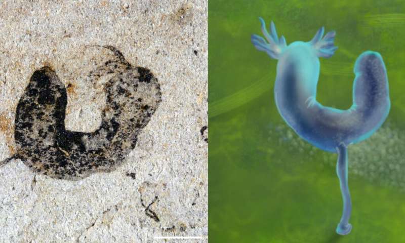 中国での化石発見