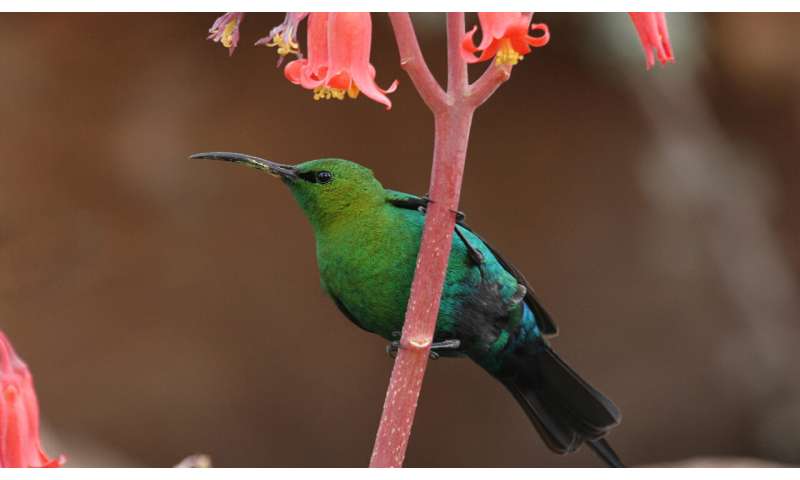 ヒタキとハチドリの違い