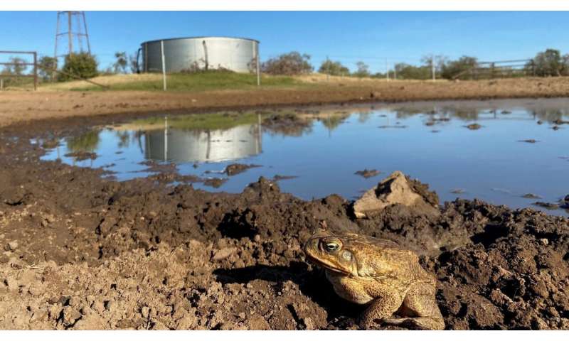 農場でヒキガエル対策