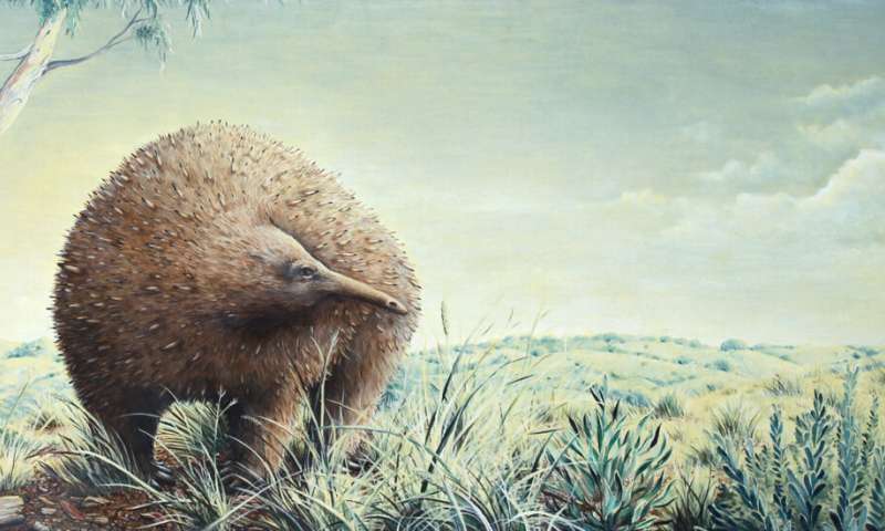 絶滅した巨大ハリモグラの発見