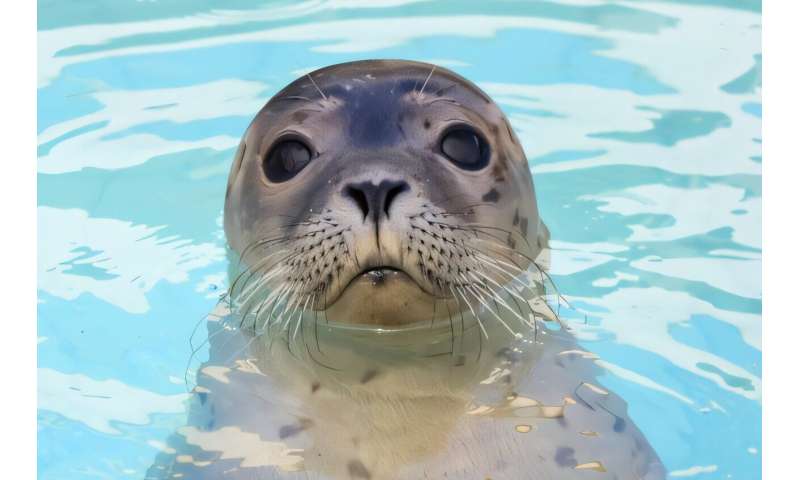 アザラシのひげの秘密