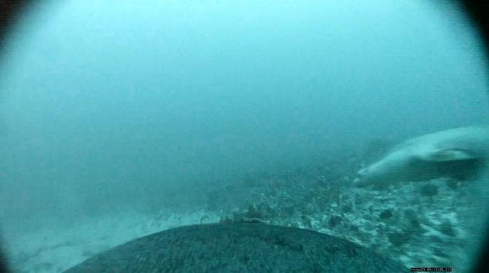 オーストラリアアシカの子供の行動