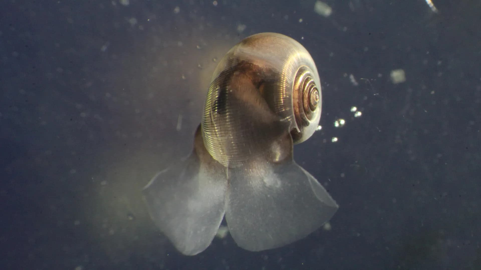 海洋プランクトンの重要性