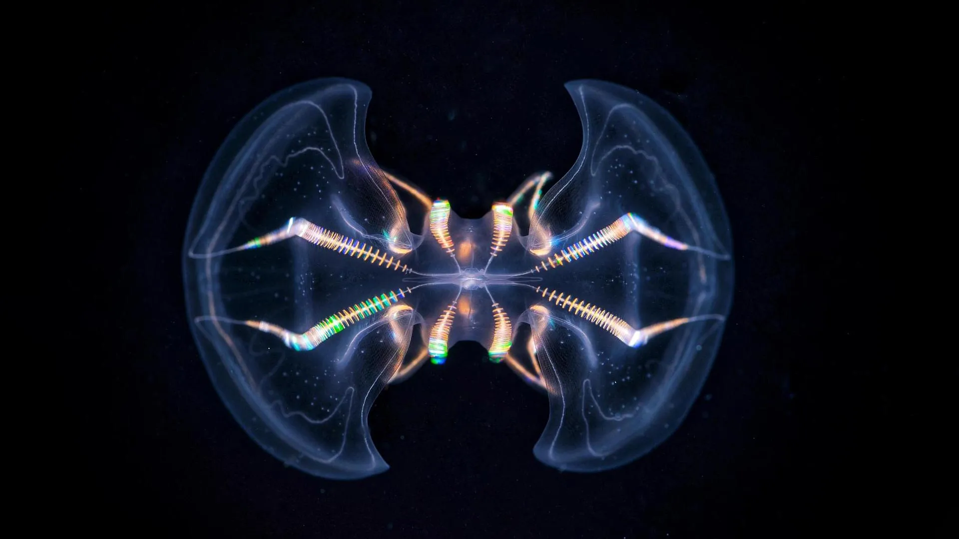 古代生物の脳の秘密