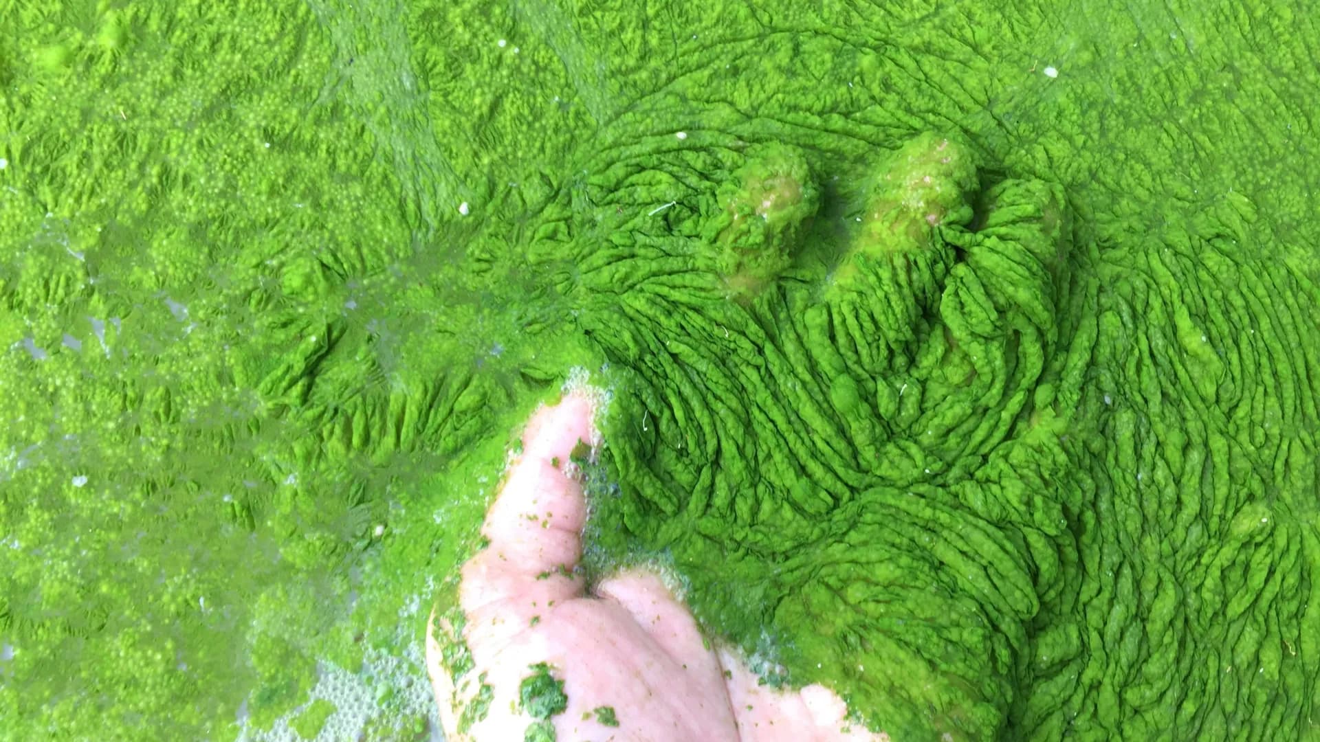 海の真菌が藻類を攻撃