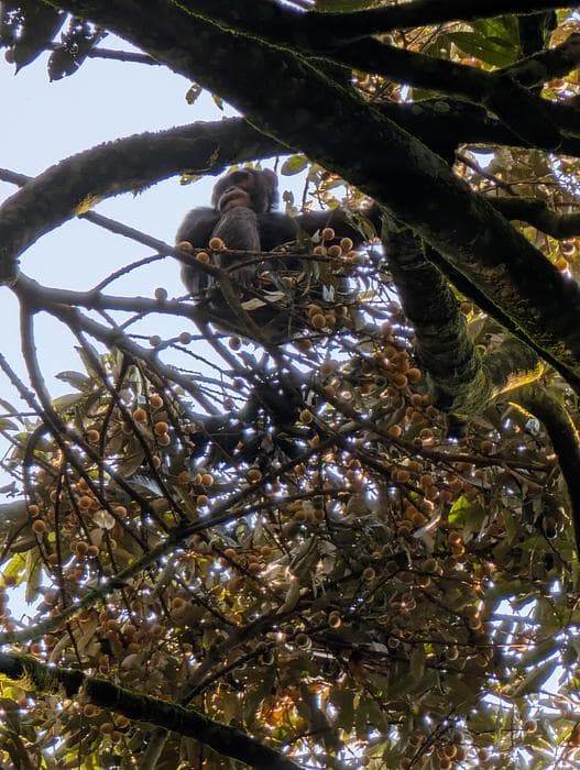 チンパンジーのアルコール摂取