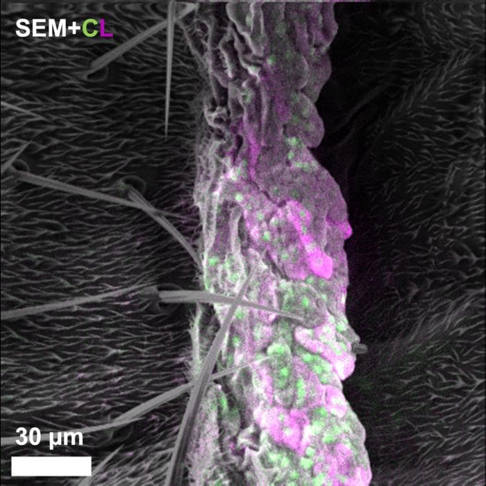 新しい顕微鏡技術の発見