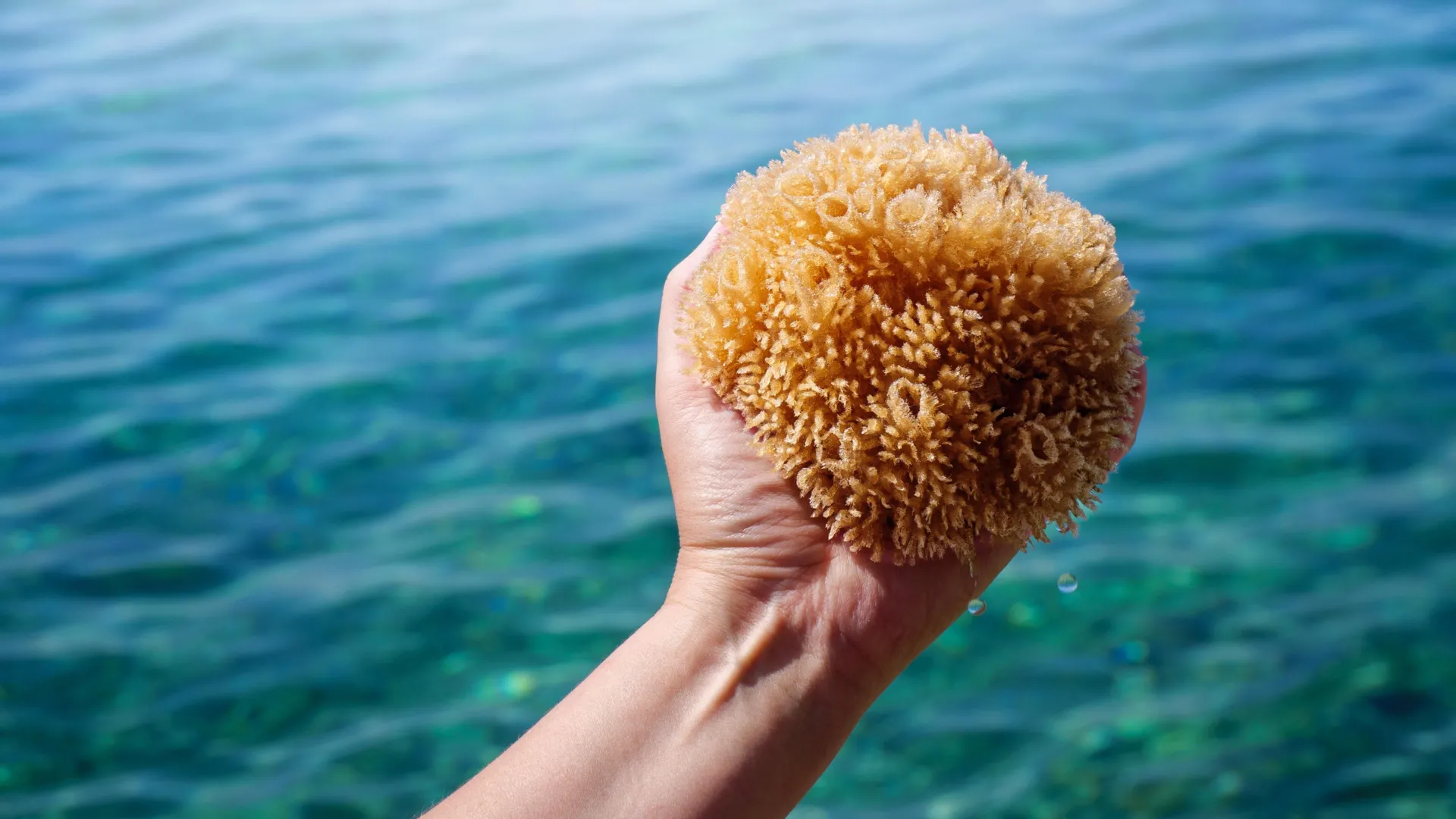 最初の動物と海綿の秘密