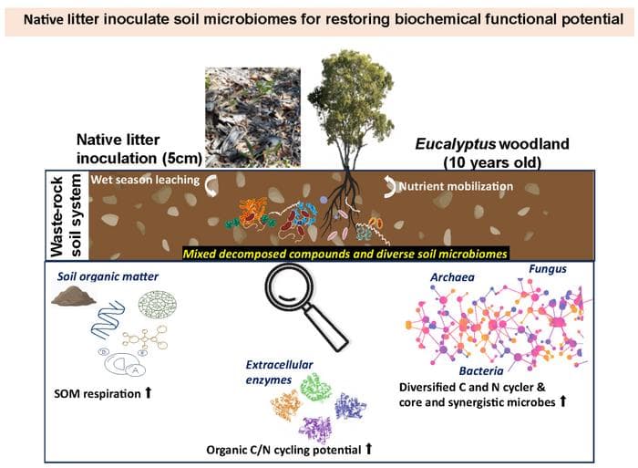 原生林が土壌を助ける
