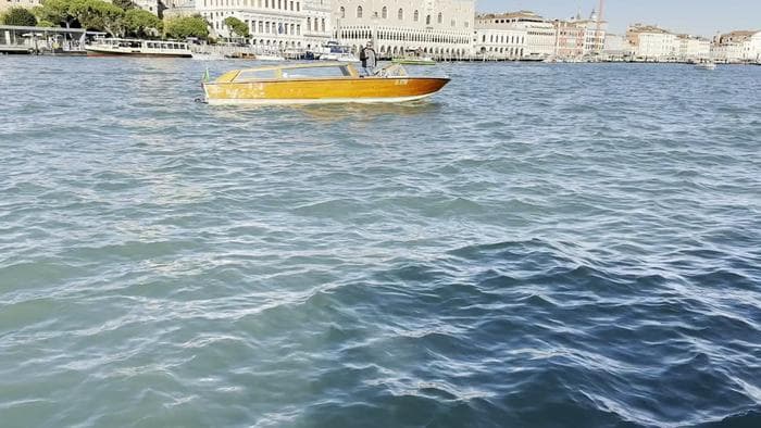 ヴェネツィアのセレブイルカの研究