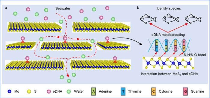 水生生物を見つける新しい道具