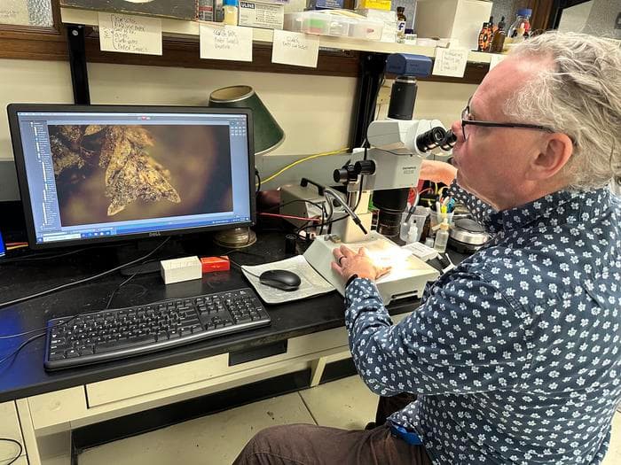 コケが墓荒らしを解明