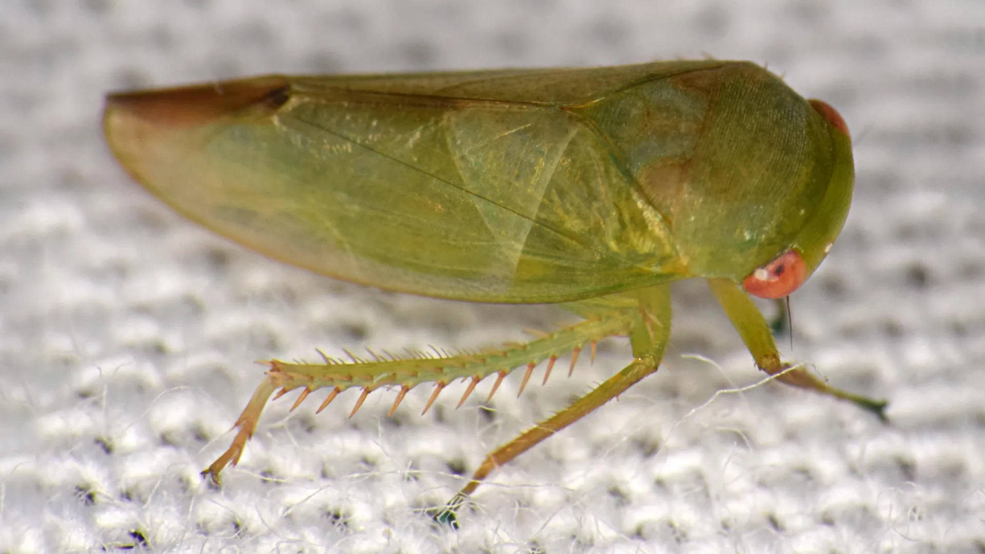 ウガンダの新しいカエル似昆虫