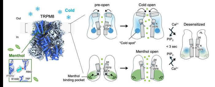 寒さを感じる仕組み