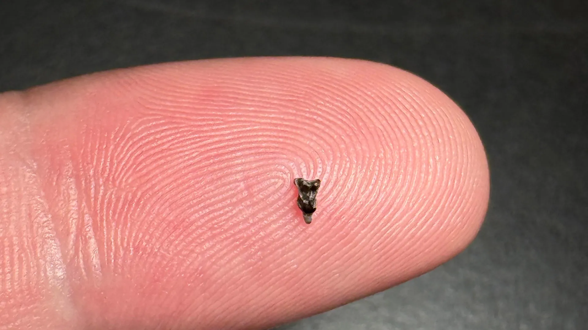 最古の霊長類の発見