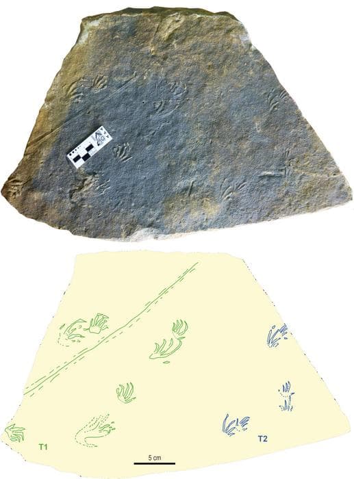 ヨーロッパ初のトカゲの足跡