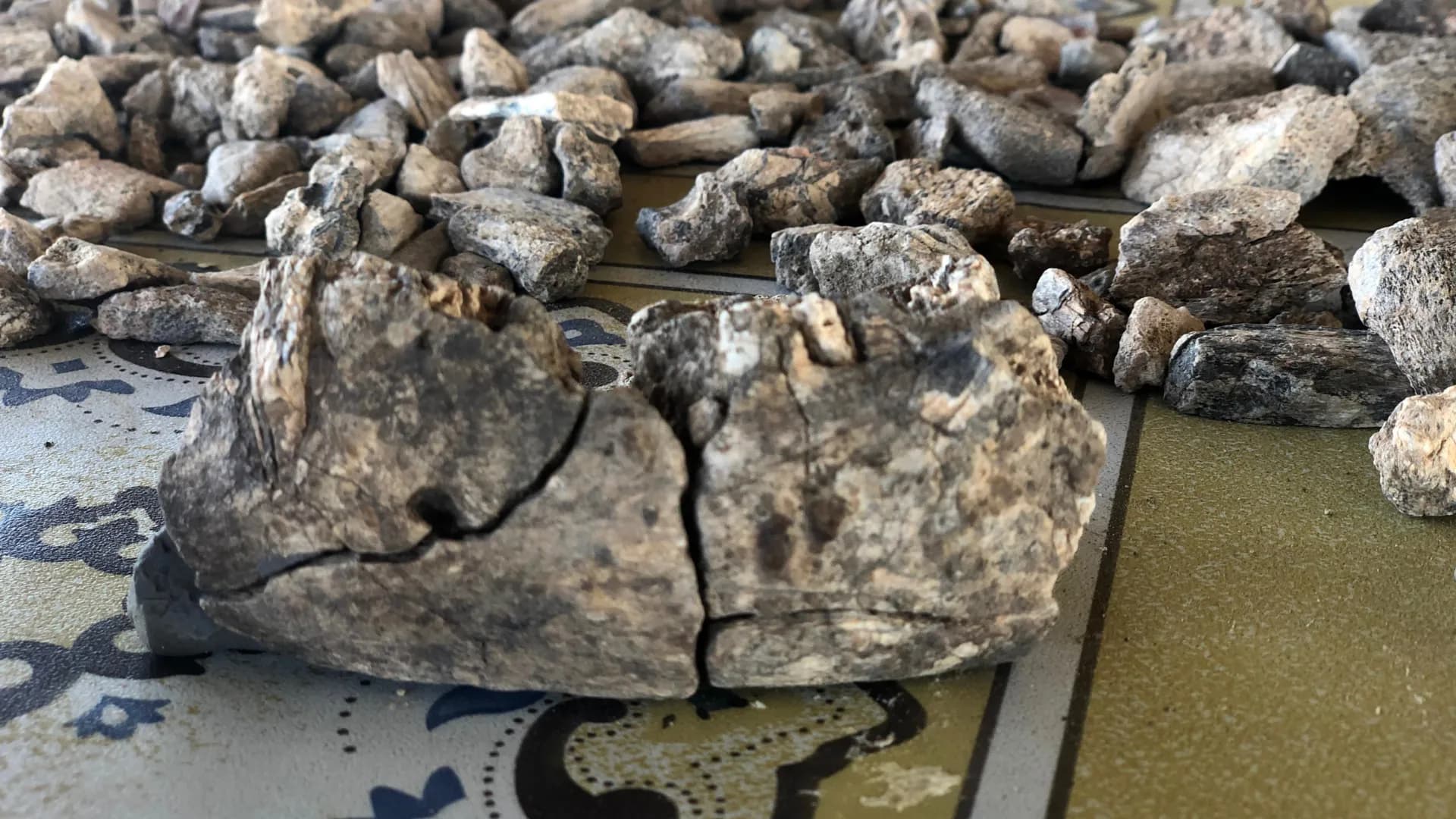 260万年前の顎骨発見